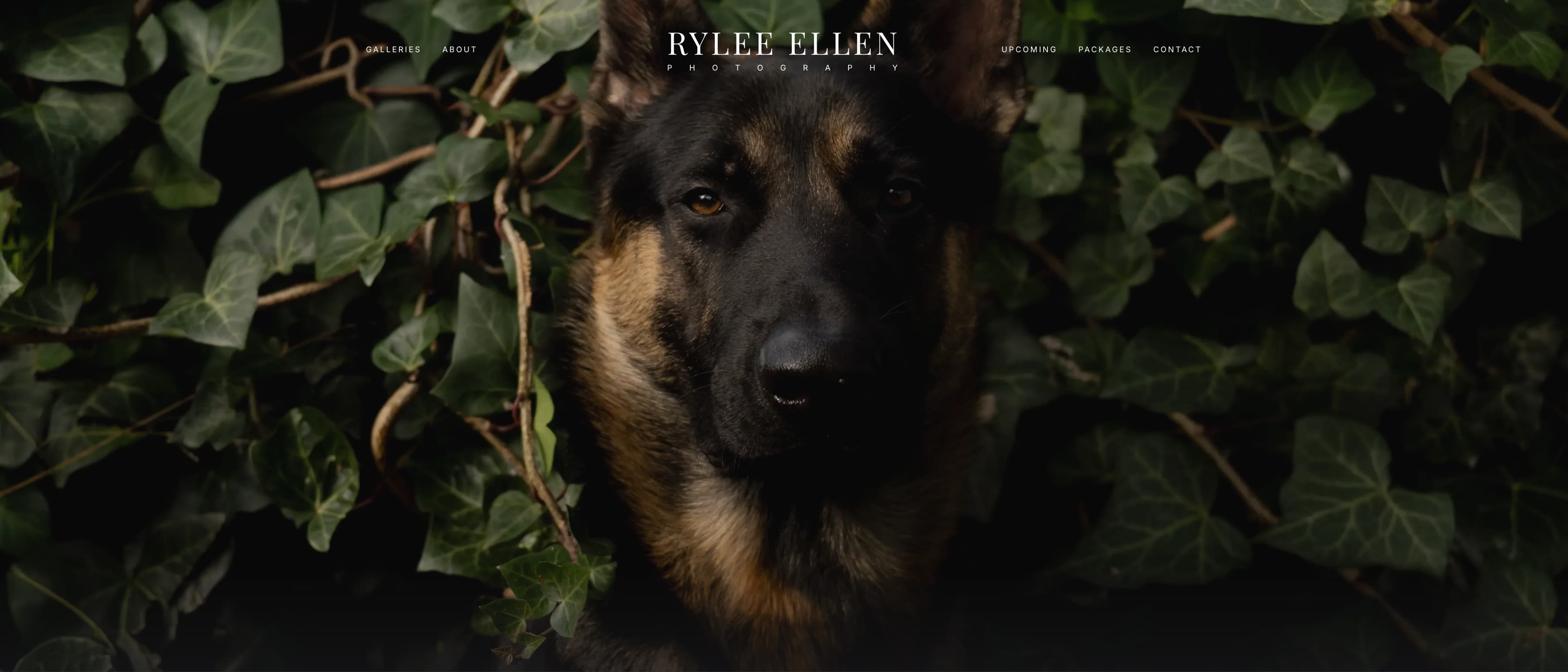 The Rylee Ellen Photography home page — a full-bleed portrait of a German shepherd in ivy, with the wordmark and navigation laid over the top of it.