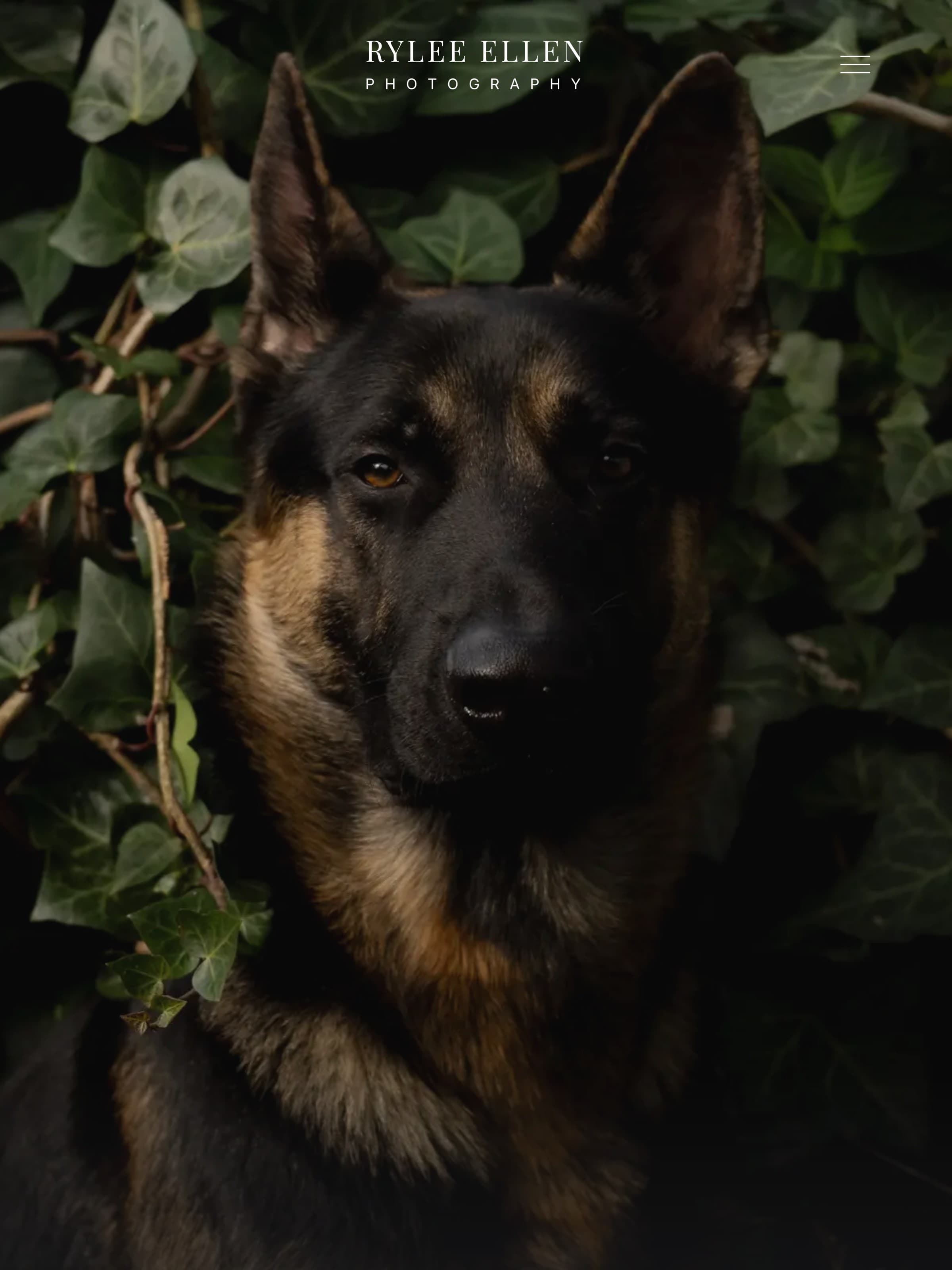 The Rylee Ellen Photography home page held upright: the portrait of the German shepherd in ivy running the full height of the screen, the wordmark small and centred above it.